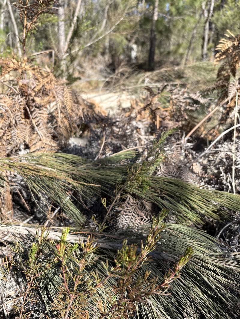 Cyanothamnus inflexus subsp. inflexus photo 3