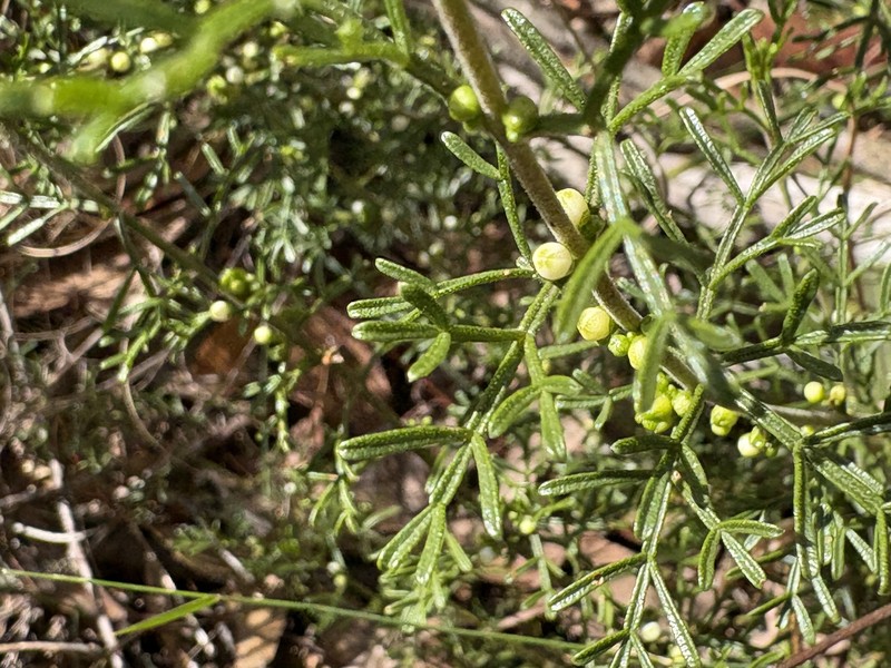 Cyanothamnus inflexus subsp. inflexus photo 4