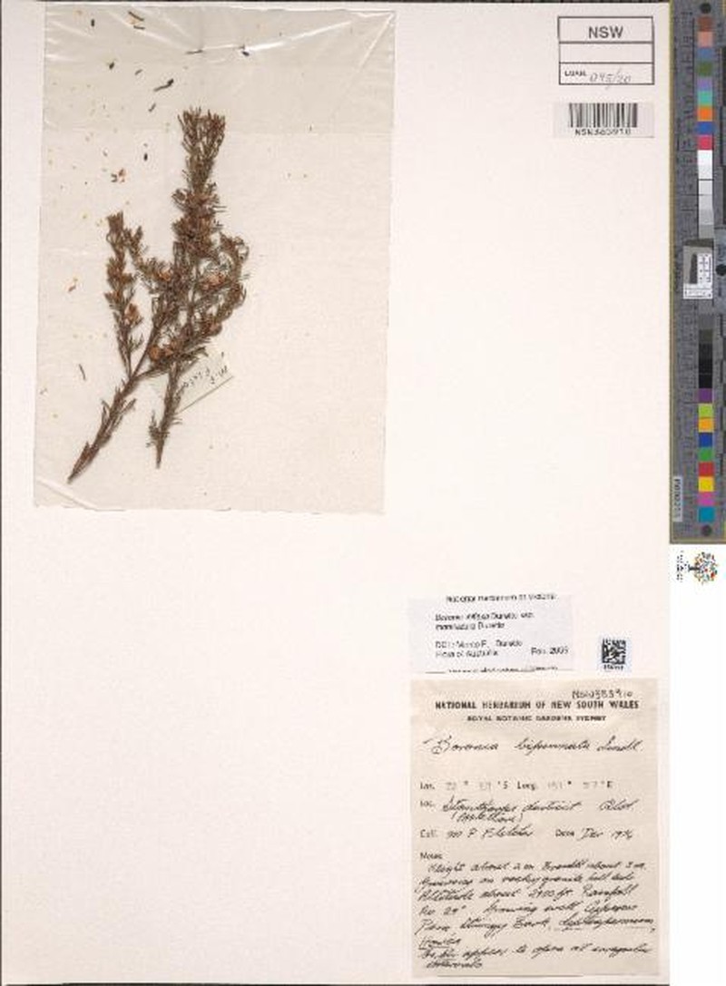 Cyanothamnus inflexus subsp. montiazureus