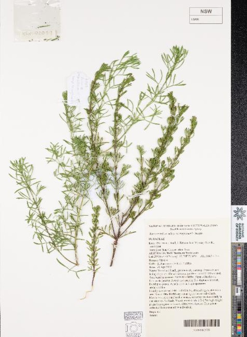 Cyanothamnus inflexus subsp. torringtonensis