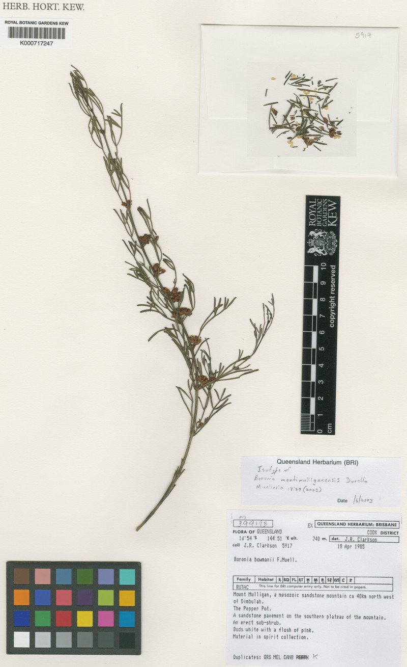 Cyanothamnus montimulliganensis