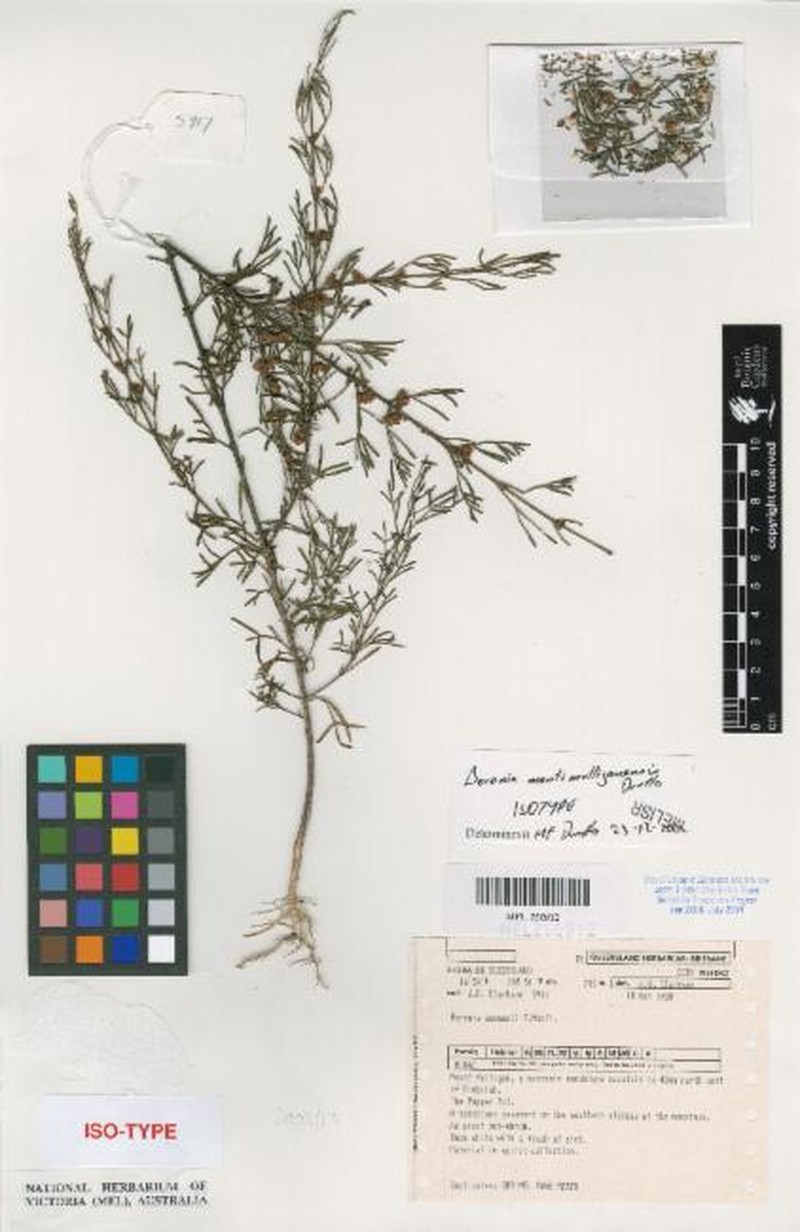 Cyanothamnus montimulliganensis photo 2