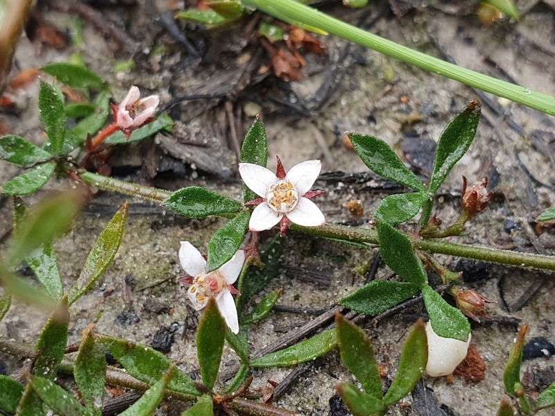 Cyanothamnus nanus