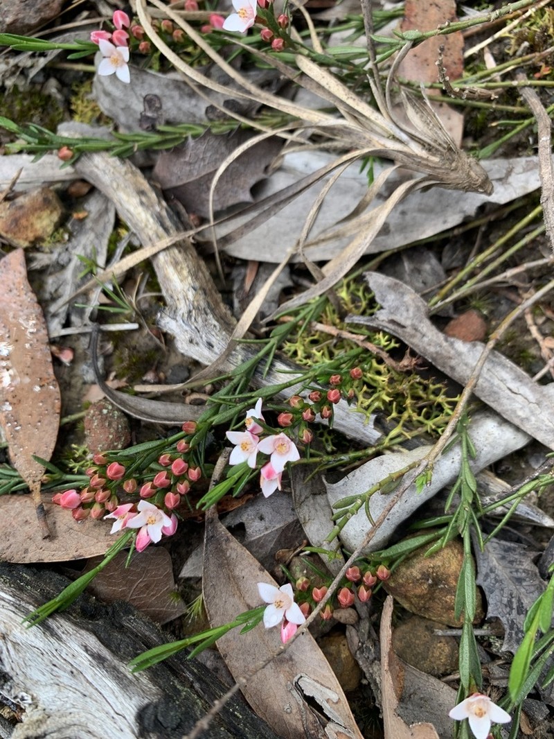 Cyanothamnus nanus photo 2