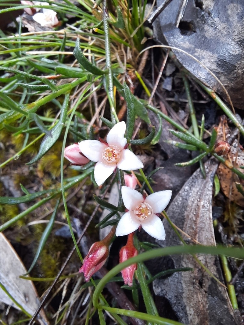 Cyanothamnus nanus photo 3