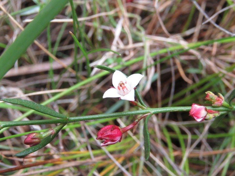 Cyanothamnus nanus photo 5
