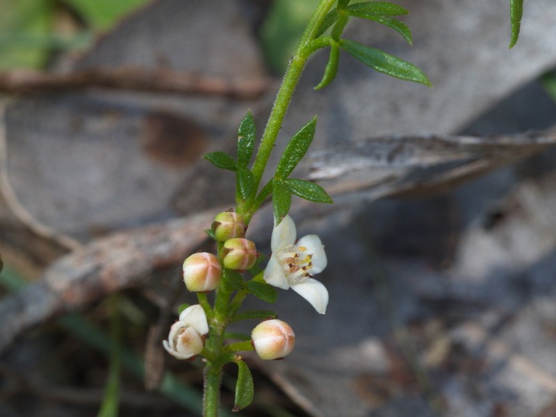 Cyanothamnus nanus photo 6