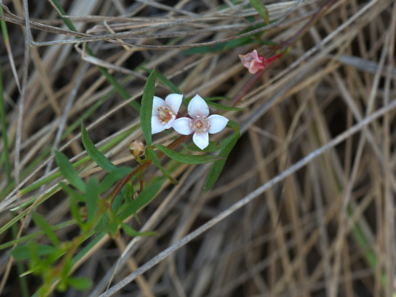 Cyanothamnus nanus photo 7