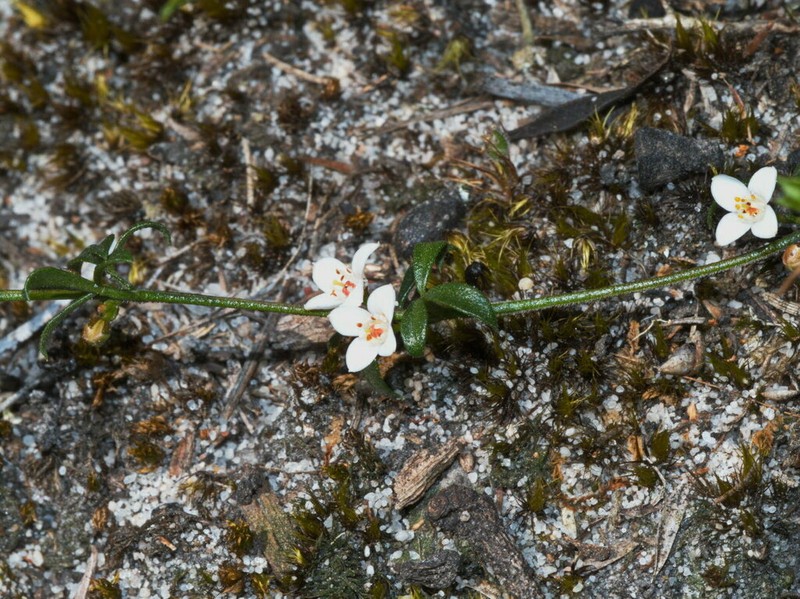 Cyanothamnus nanus photo 8