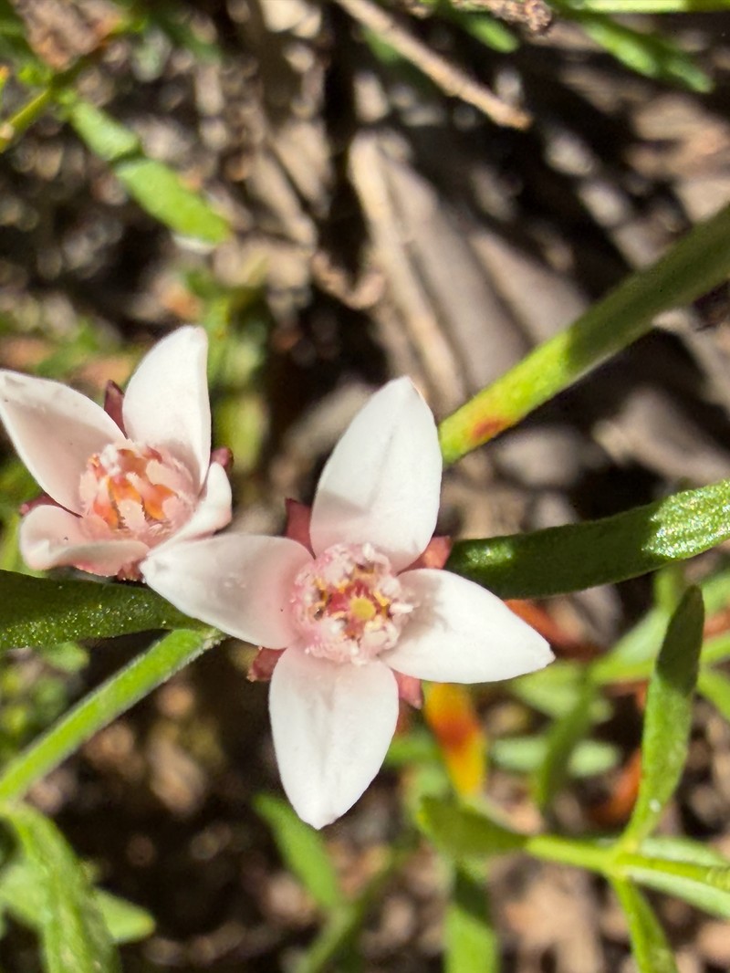 Cyanothamnus nanus var. hyssopifolius