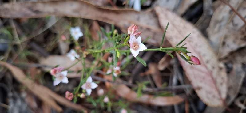 Cyanothamnus nanus var. hyssopifolius photo 2