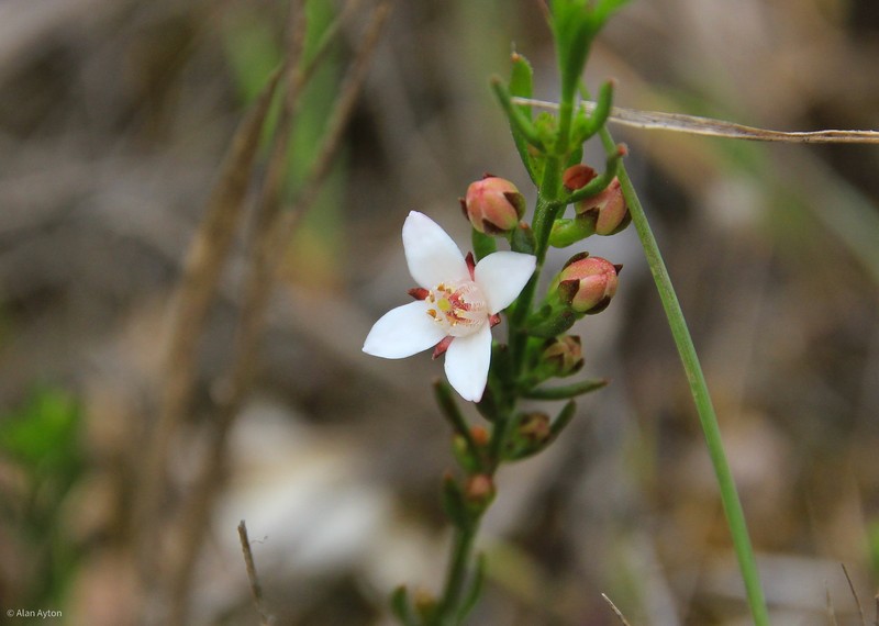 Cyanothamnus nanus var. hyssopifolius photo 3