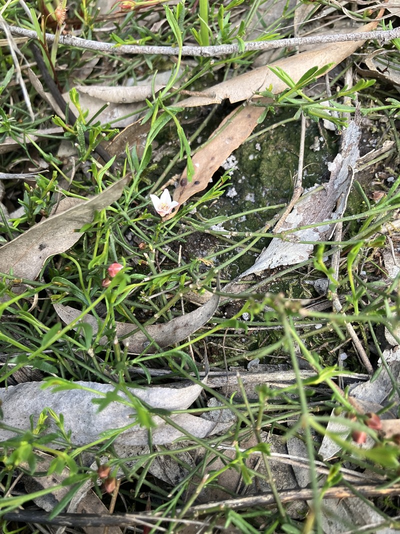 Cyanothamnus nanus var. hyssopifolius photo 4