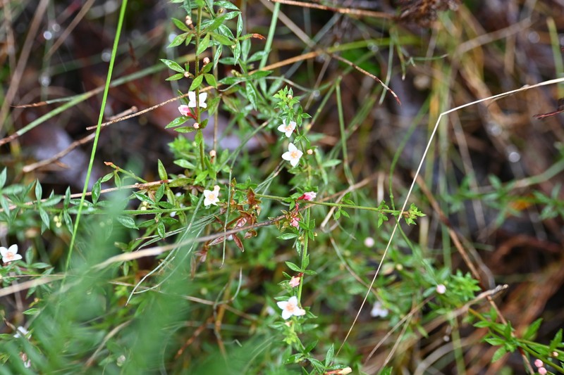 Cyanothamnus nanus var. nanus
