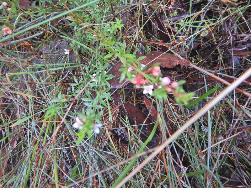 Cyanothamnus nanus var. nanus photo 2