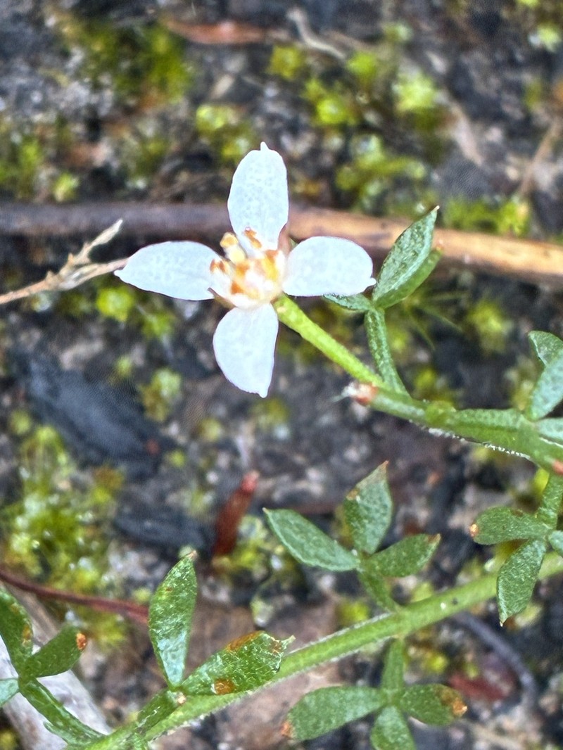 Cyanothamnus nanus var. nanus photo 3