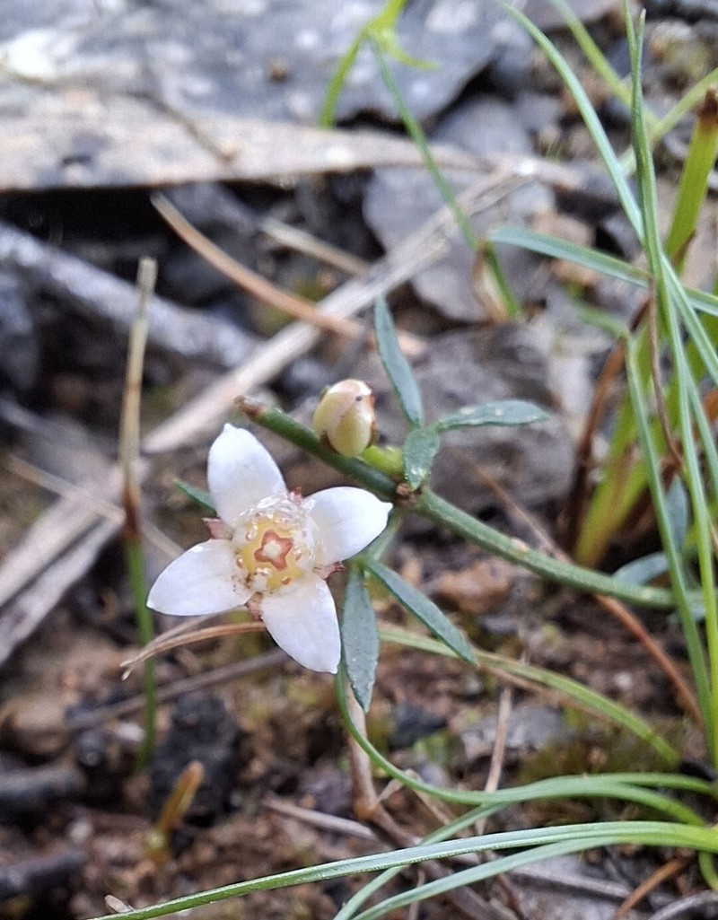 Cyanothamnus nanus var. nanus photo 4