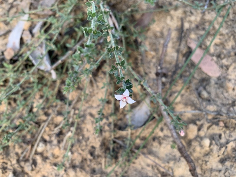 Cyanothamnus nanus var. pubescens