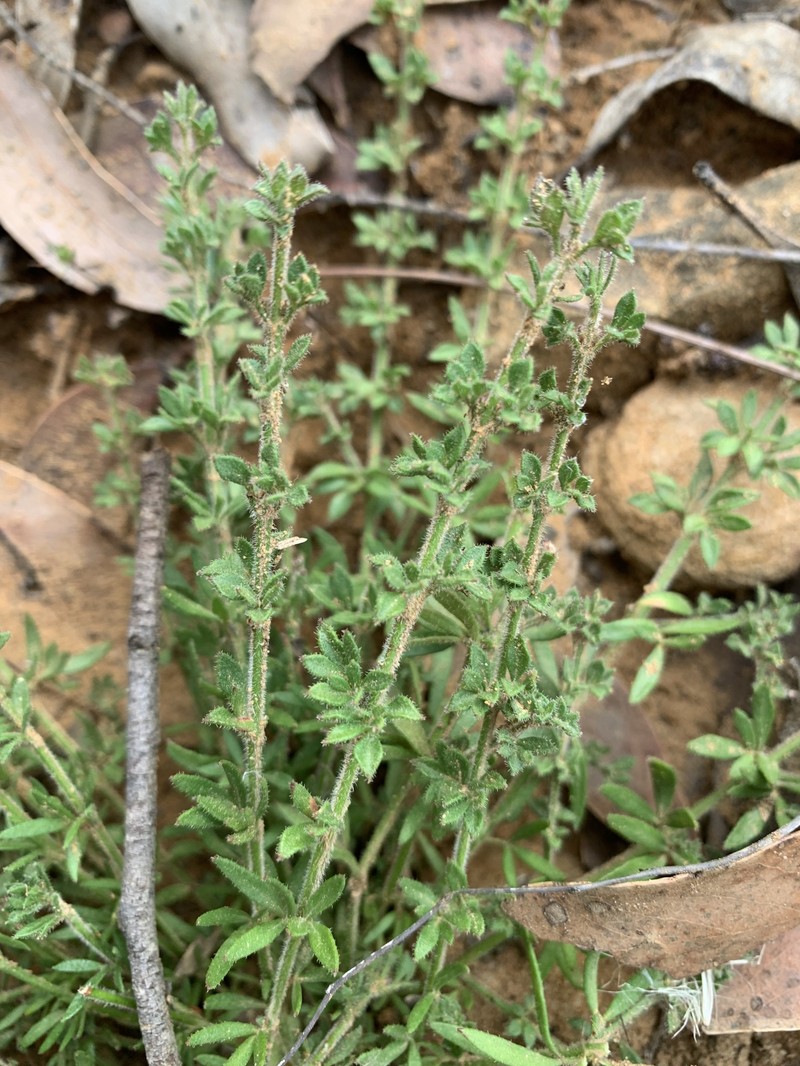 Cyanothamnus nanus var. pubescens photo 2