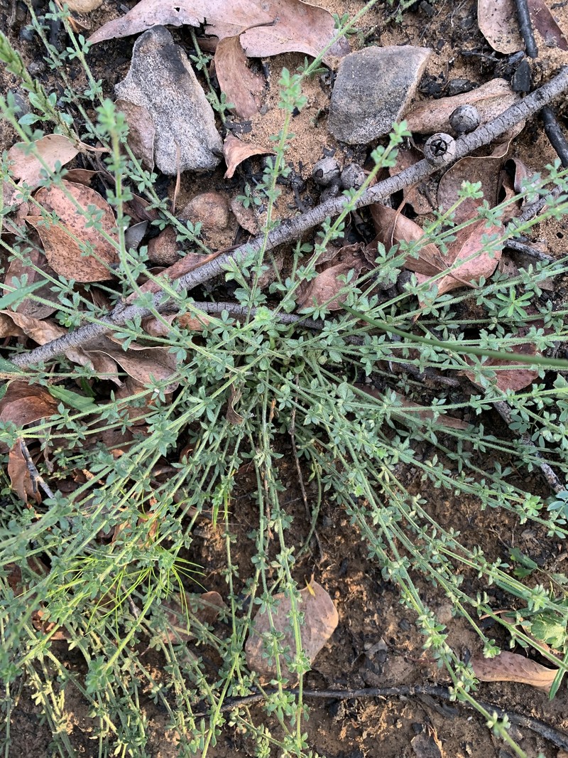Cyanothamnus nanus var. pubescens photo 3