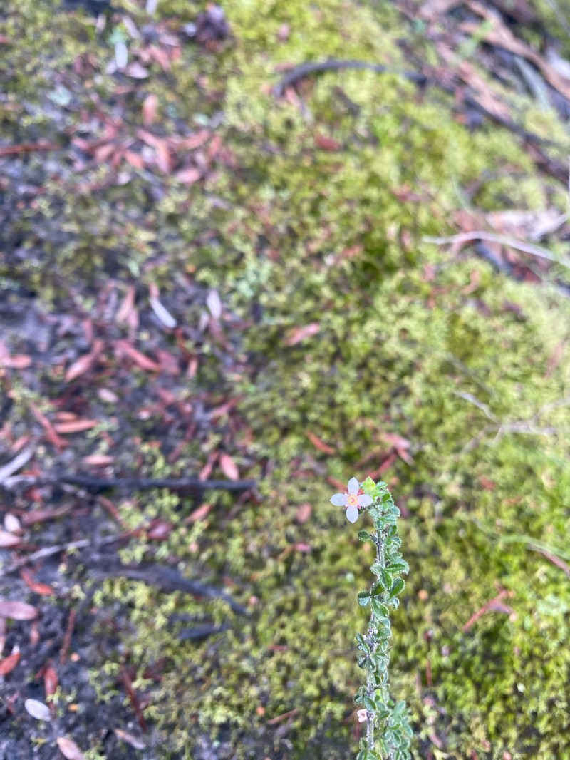 Cyanothamnus nanus var. pubescens photo 4