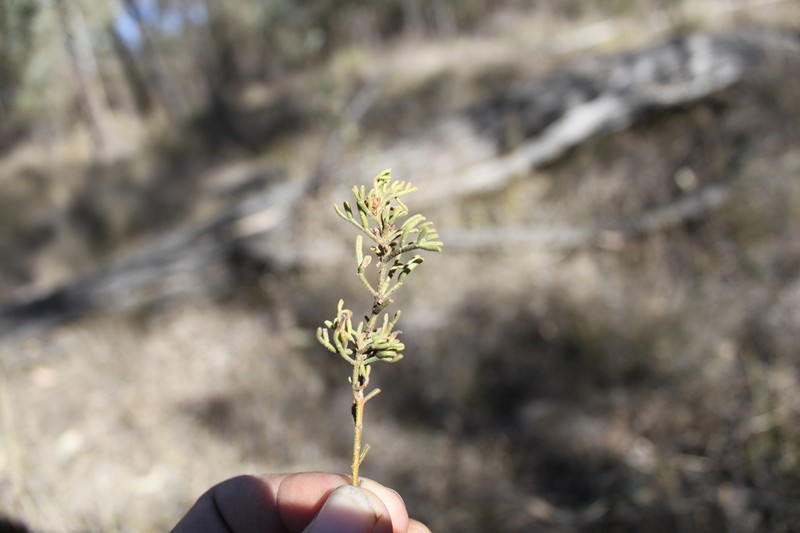 Cyanothamnus occidentalis photo 2