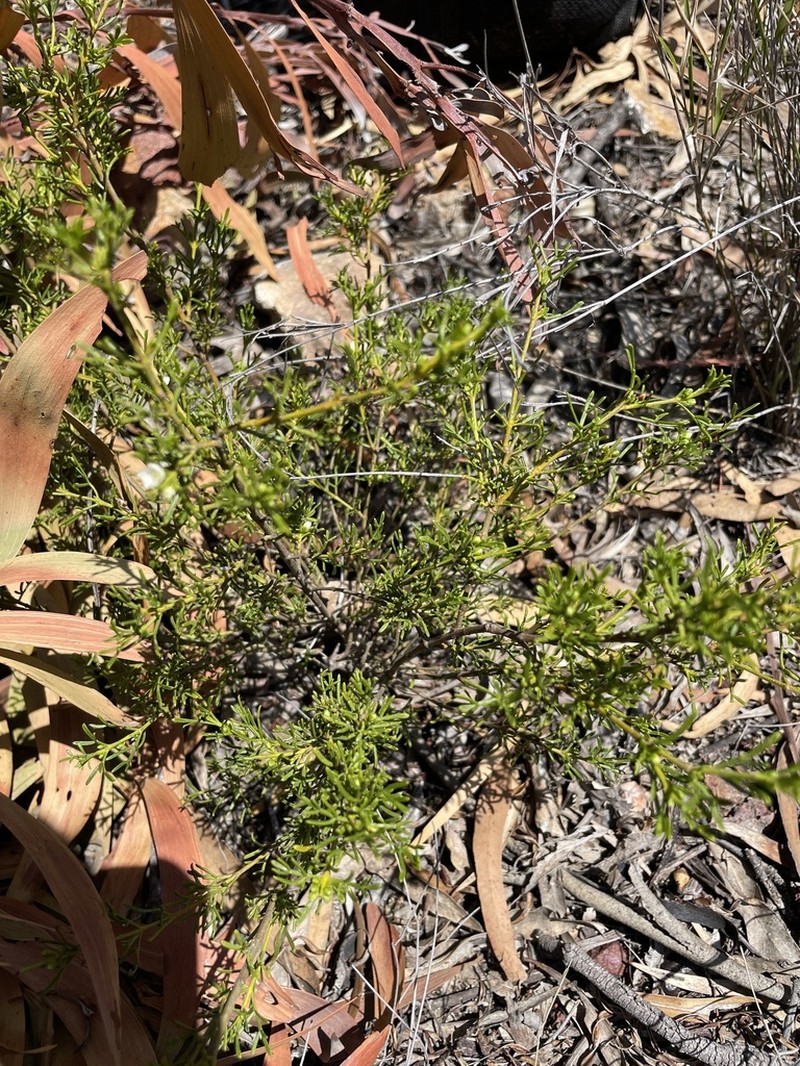 Cyanothamnus occidentalis photo 3