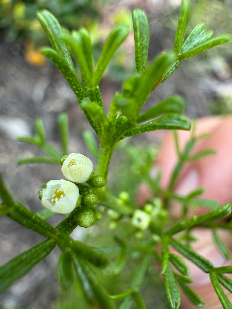 Cyanothamnus occidentalis photo 4