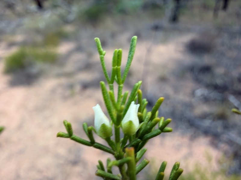 Cyanothamnus occidentalis photo 5