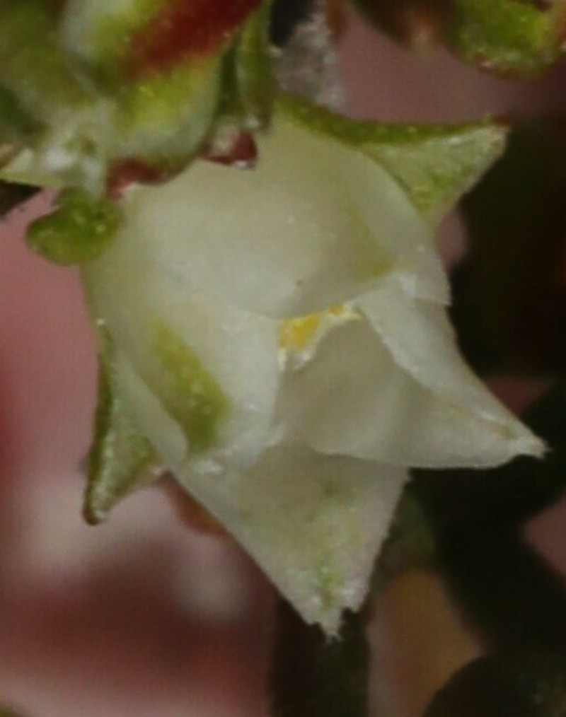 Cyanothamnus occidentalis photo 6
