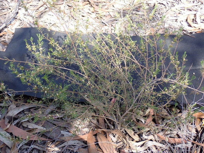 Cyanothamnus occidentalis photo 7
