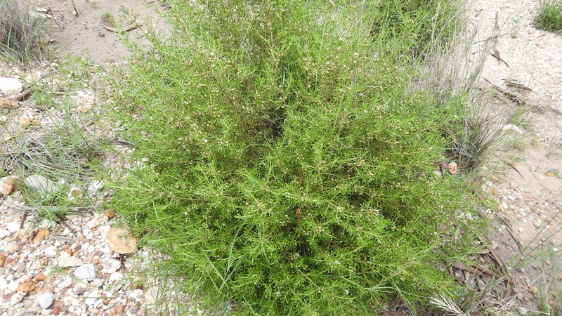 Cyanothamnus occidentalis photo 8