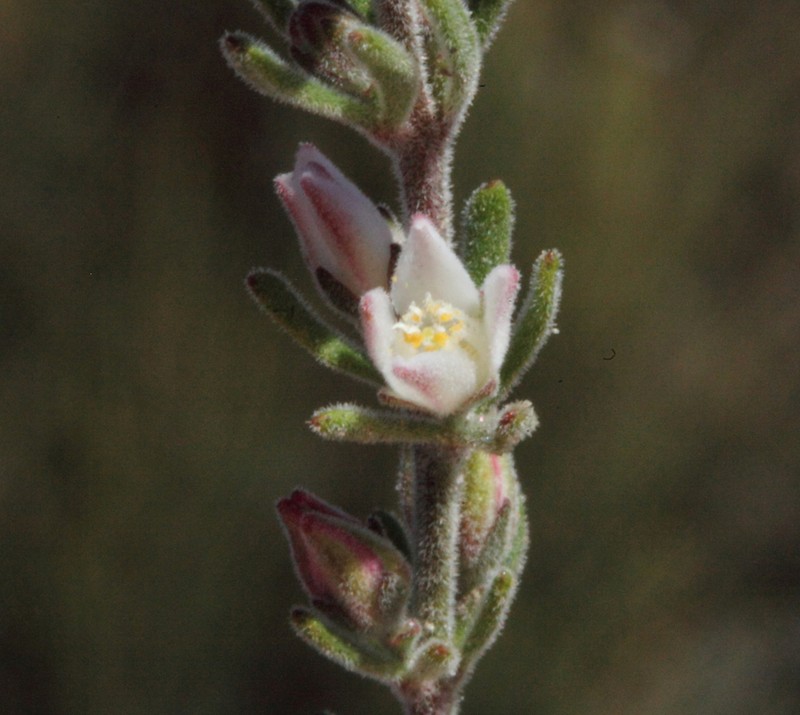 Cyanothamnus penicillatus