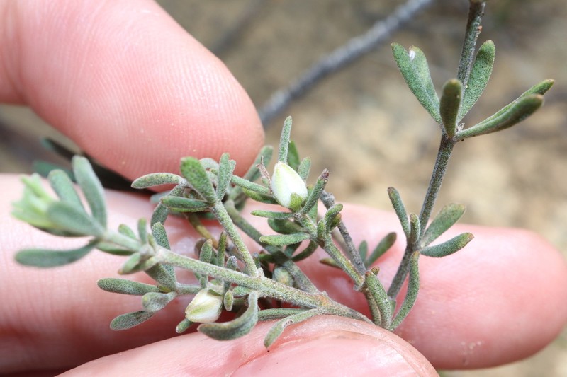 Cyanothamnus penicillatus photo 2