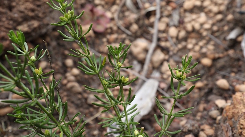 Cyanothamnus penicillatus photo 3