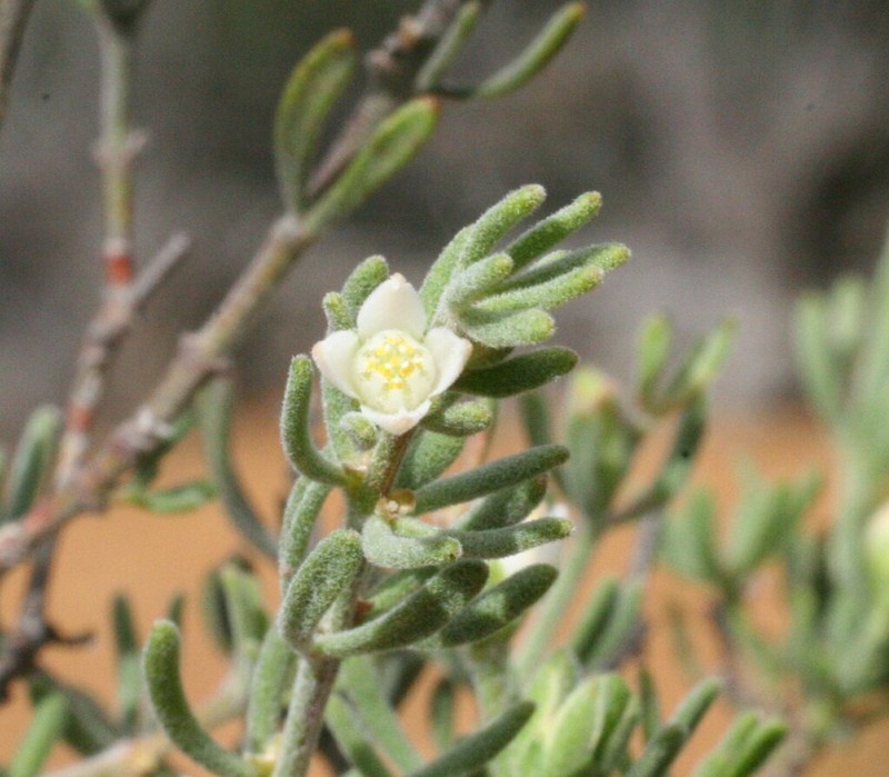Cyanothamnus penicillatus photo 4