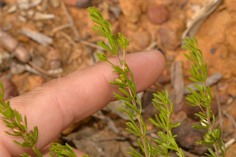 Cyanothamnus penicillatus photo 5