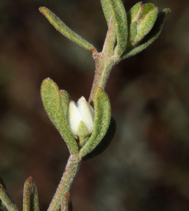 Cyanothamnus penicillatus photo 6