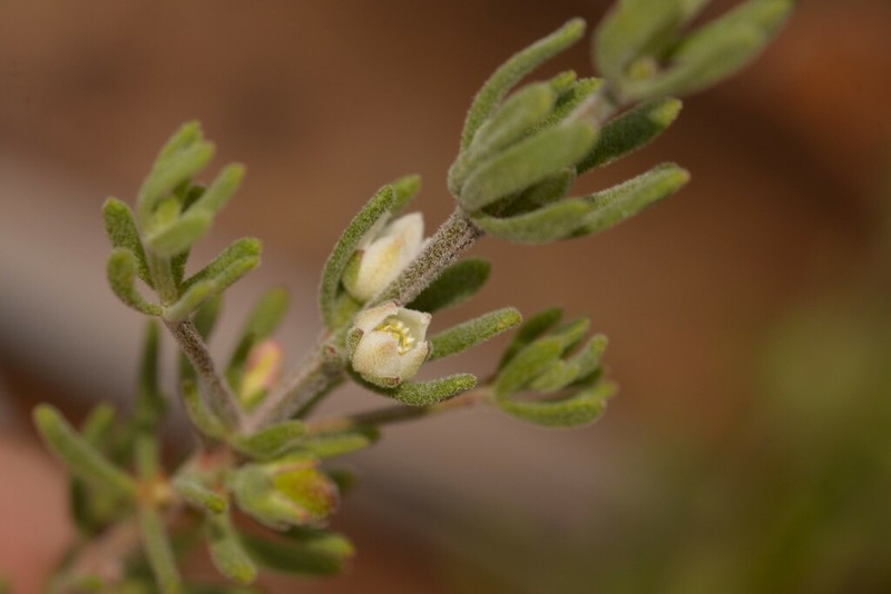 Cyanothamnus penicillatus photo 7