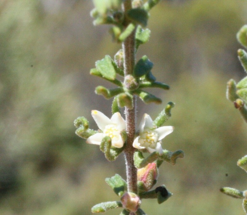 Cyanothamnus penicillatus photo 8