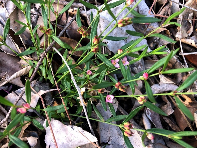 Cyanothamnus polygalifolius