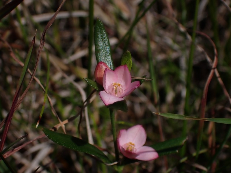 Cyanothamnus polygalifolius photo 2
