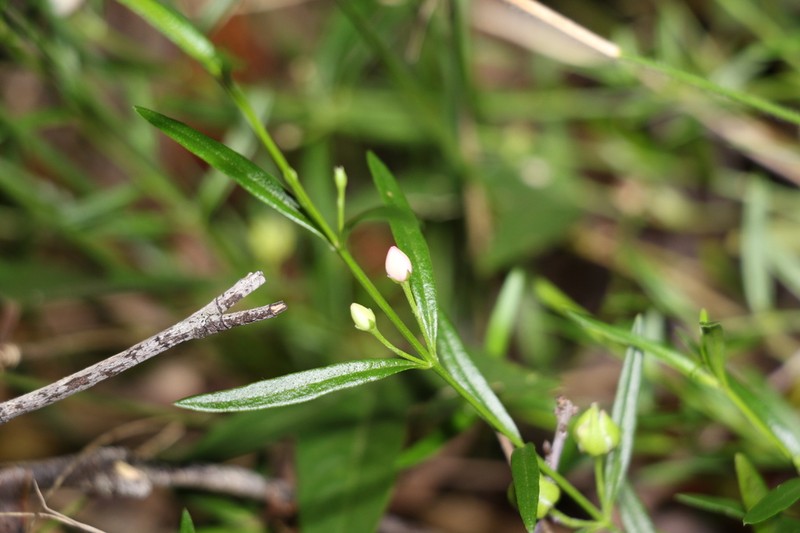 Cyanothamnus polygalifolius photo 3