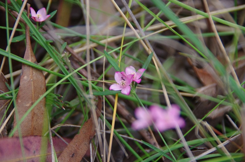 Cyanothamnus polygalifolius photo 4