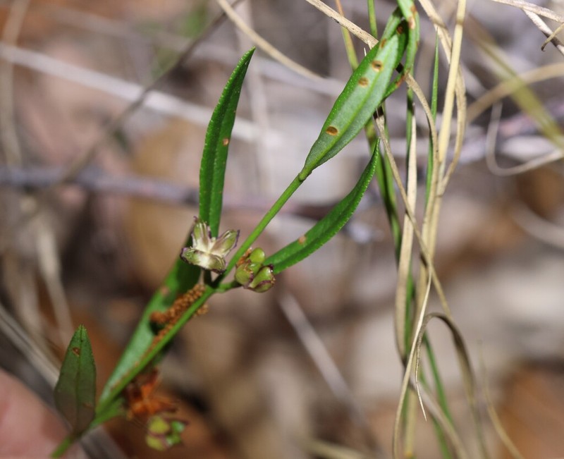 Cyanothamnus polygalifolius photo 5