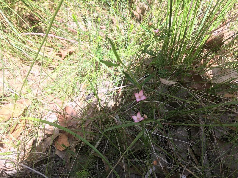 Cyanothamnus polygalifolius photo 6
