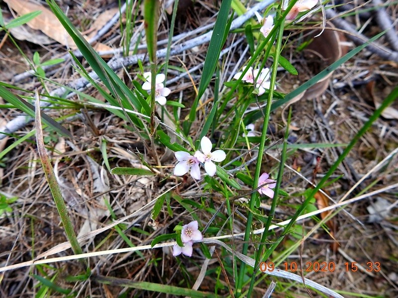 Cyanothamnus polygalifolius photo 8