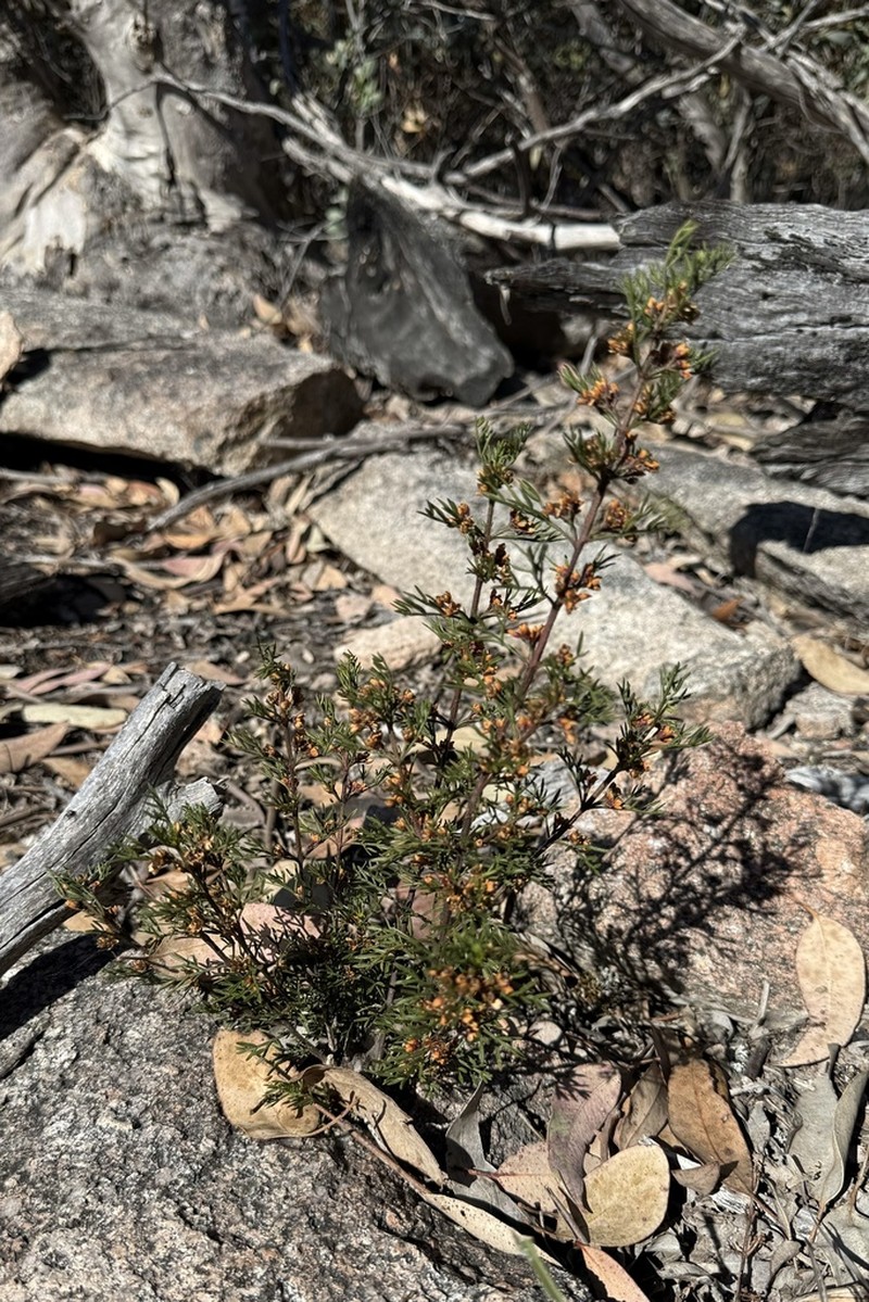Cyanothamnus quadrangulus