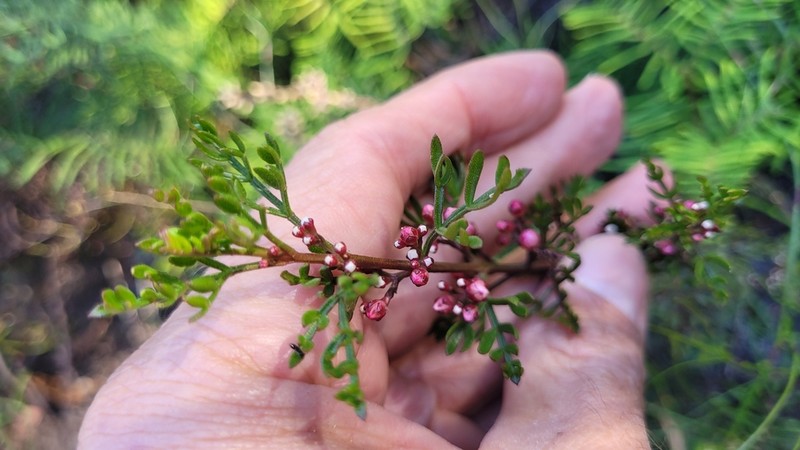 Cyanothamnus quadrangulus photo 2