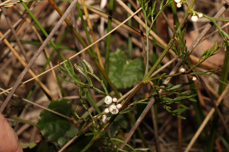 Cyanothamnus quadrangulus photo 3